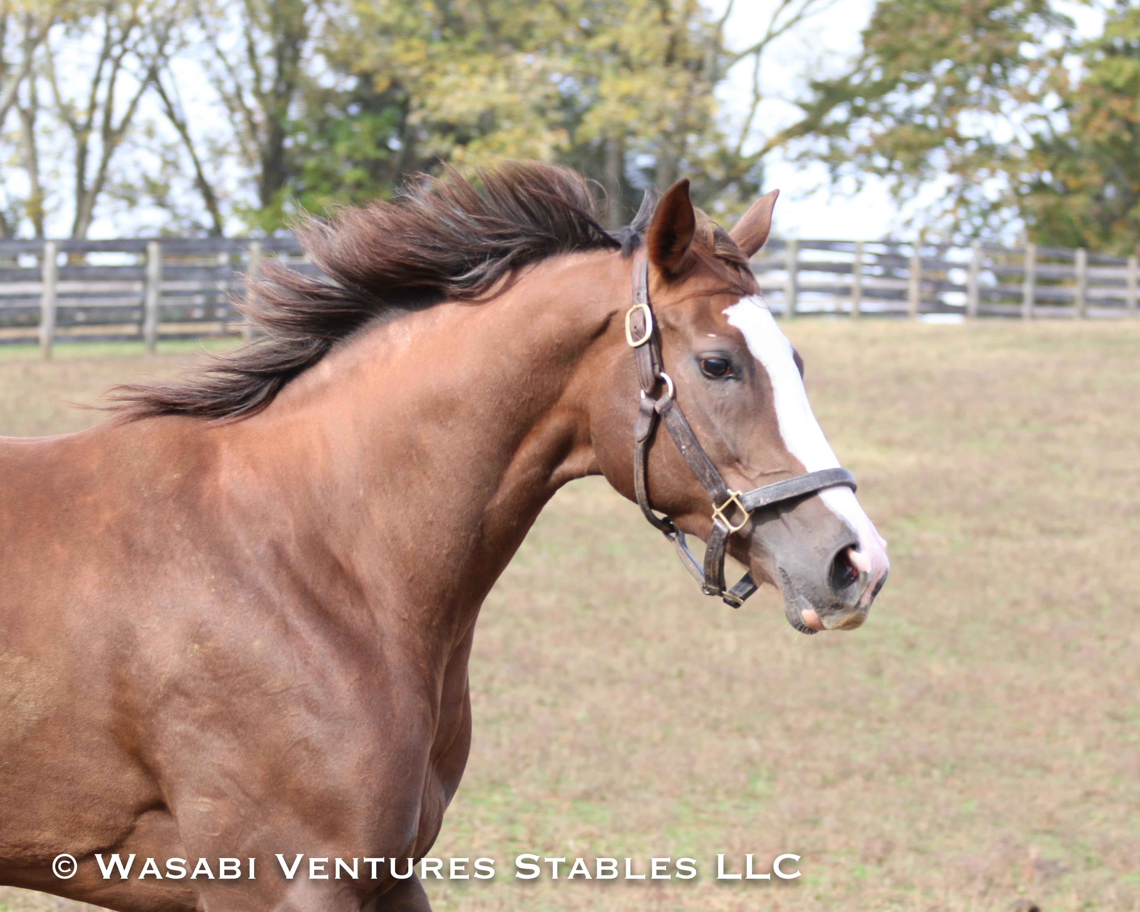 WV Stables Vibrant Spirit Broodmare